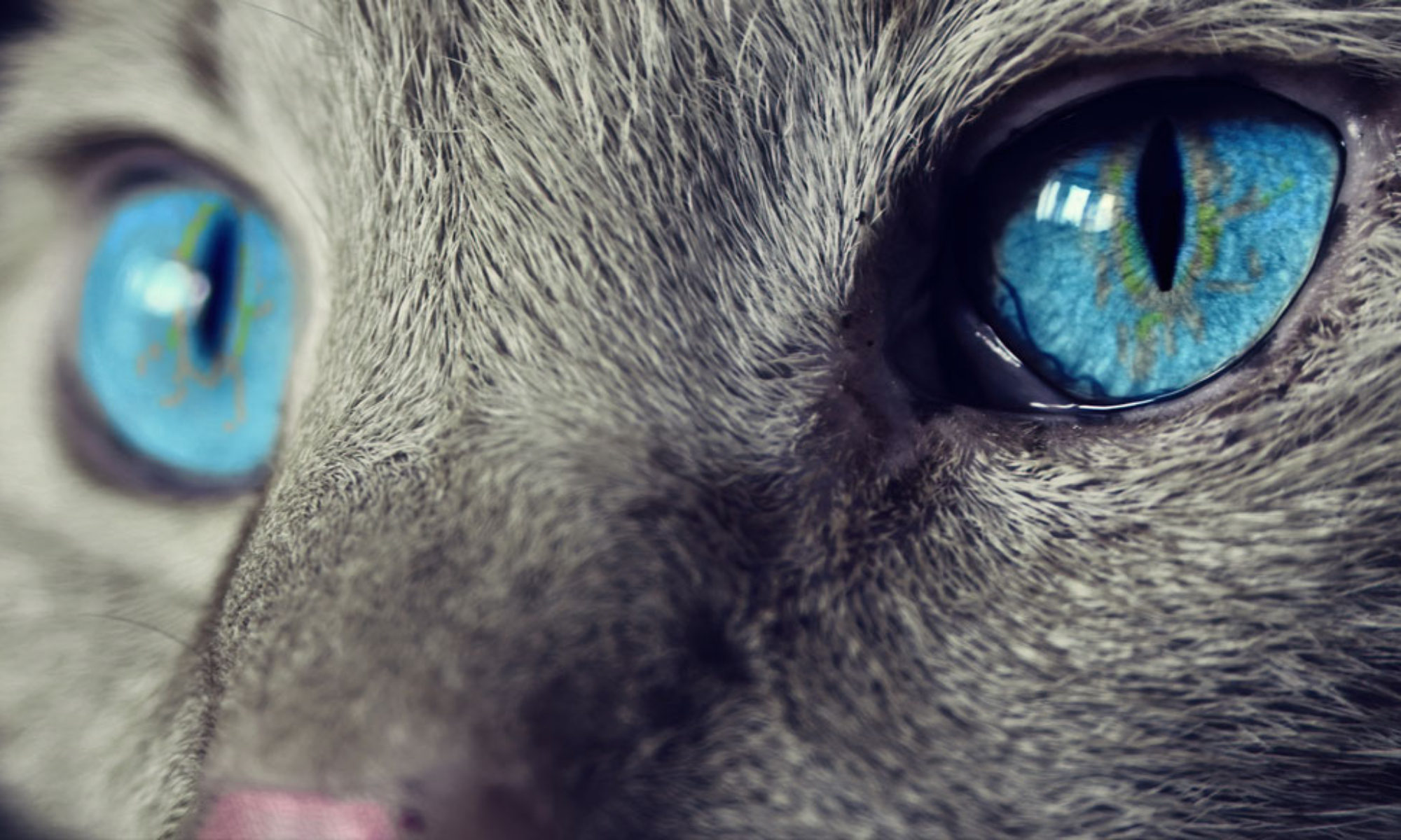Lakeside Animal Hospital Kind and gentle care, with the latest in